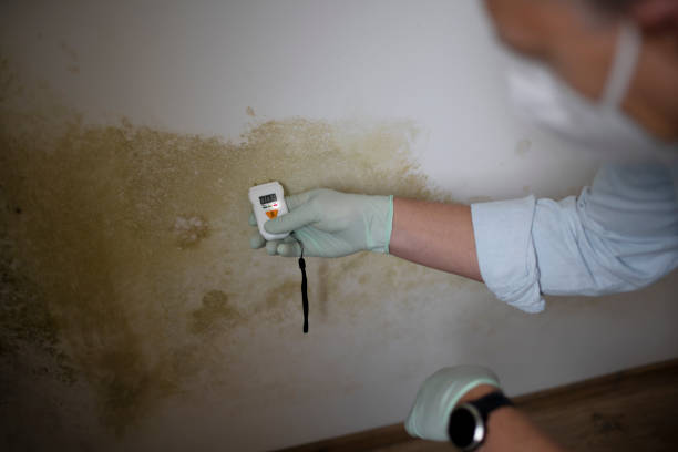 Best Same-Day Mold Removal  in Choctaw Lake, OH