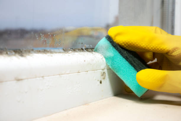 Best Home Mold Removal  in Choctaw Lake, OH