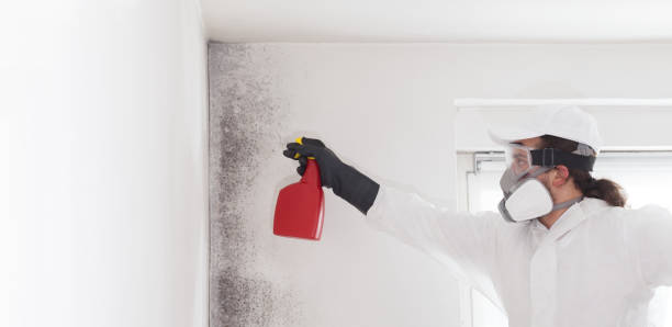 Best Office Mold Removal Services  in Choctaw Lake, OH