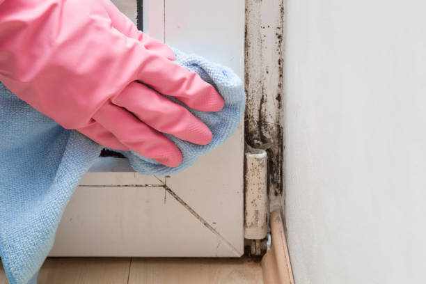 Best Mold Cleaning Services  in Choctaw Lake, OH